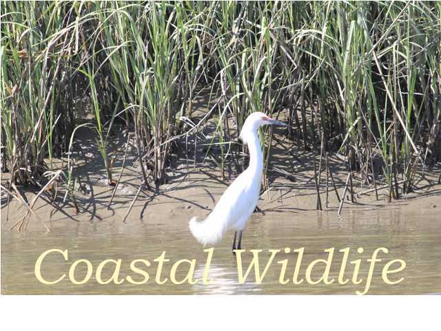 8526 Chisolm Plantation Road Edisto Island, SC 29438 - Photo 23 of 23 Additional Photo
