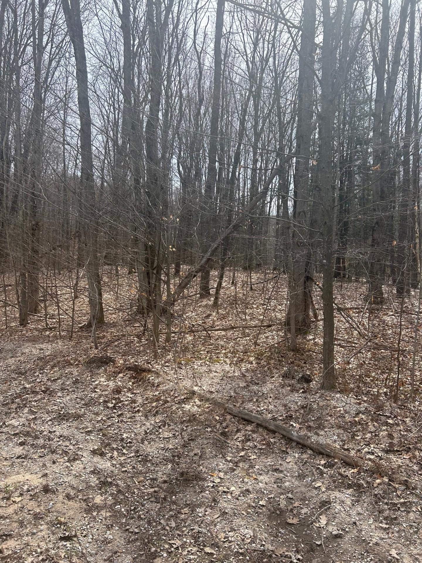 Lake Street Beulah, MI 49617 - Photo 12 of 14
