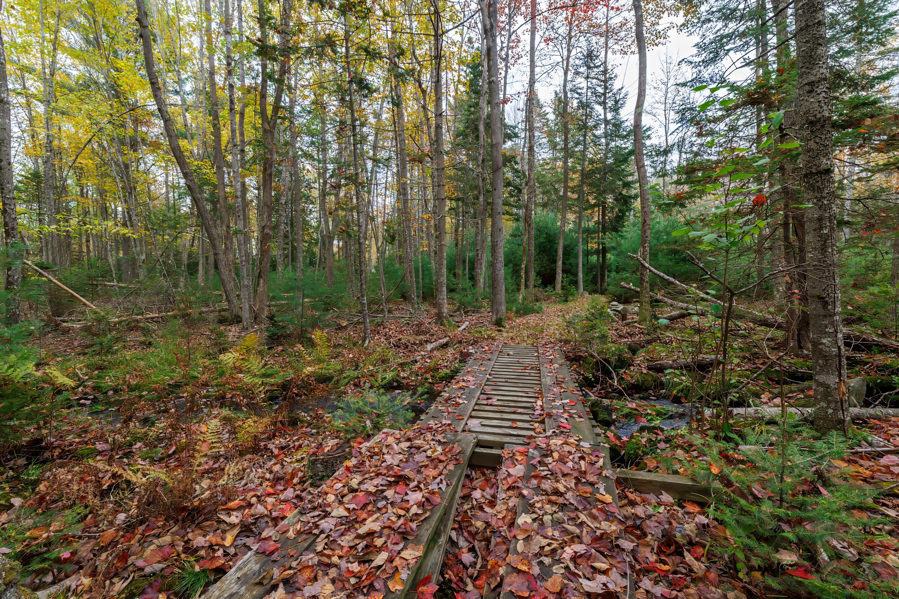 179 Betts Road Orrington, ME 04474 - Photo 70 of 100 68-Path to Cabin in the Woods 179 Betts