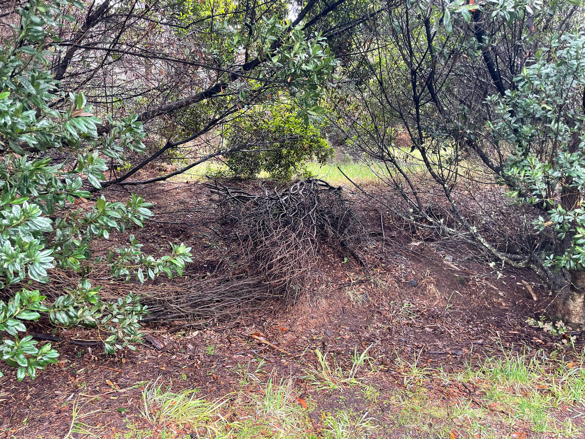 51 Lot Volcano, HI 96785 - Photo 1 of 9 Gallery Image 1