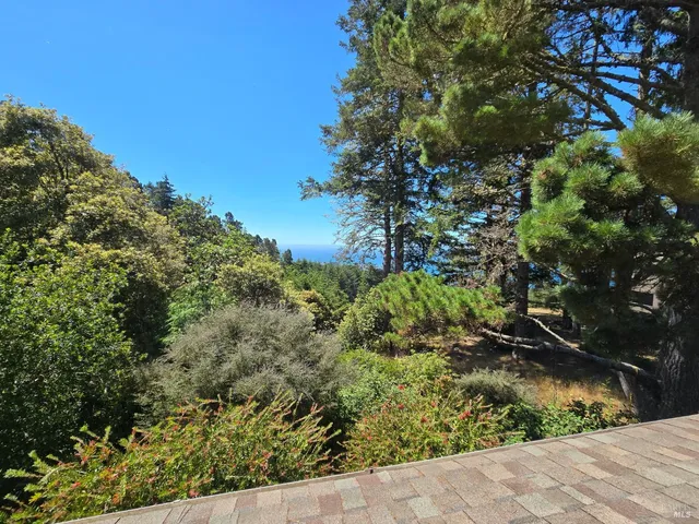 a view of a tree in a garden