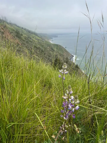 $1,000,000 | 316 Constellation Close, The Sea Ranch, CA 95497