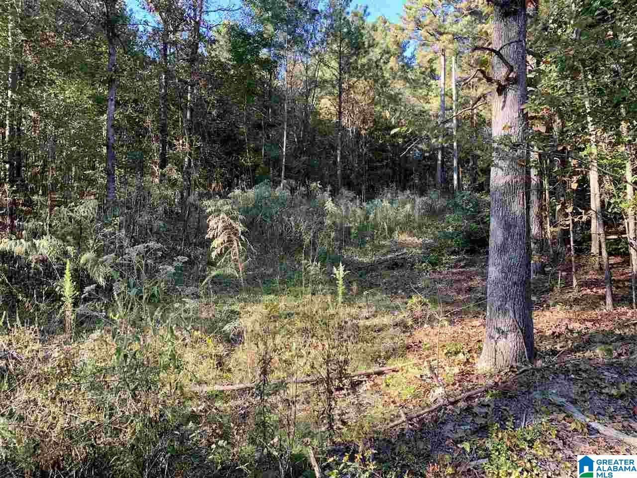 2555 Evergreen Road, Unit 1 Springville, AL 35146 - Photo 2 of 6