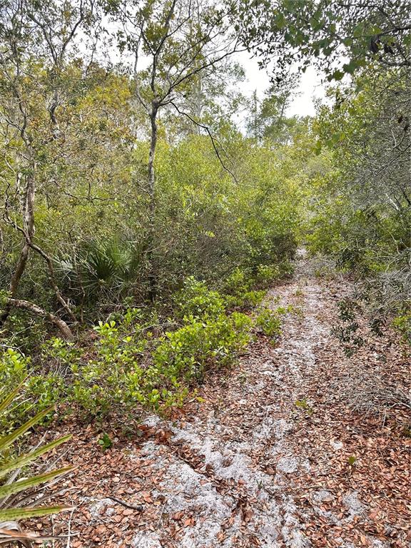 Purcell (paper) Street Lake Helen, FL 32744 - Photo 2 of 3 a view of a yard with plants and large trees