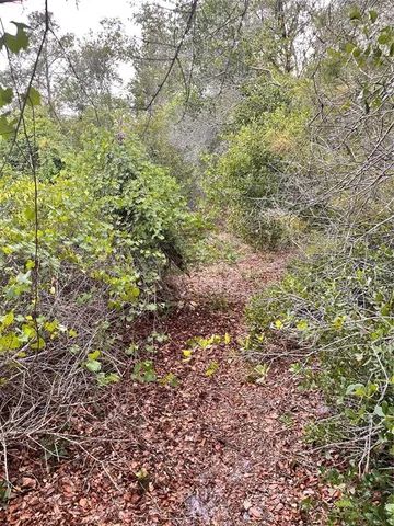 a view of a yard with a tree