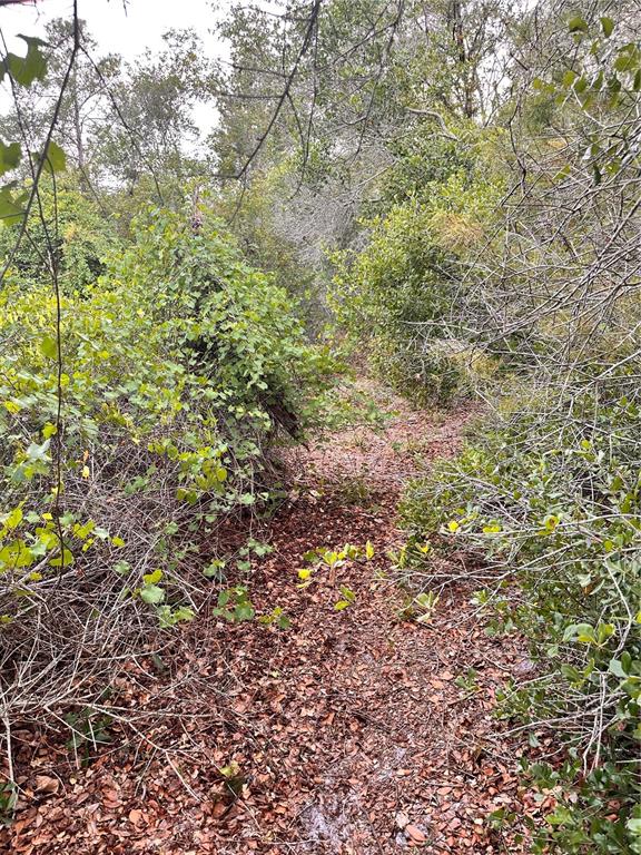 Purcell (paper) Street Lake Helen, FL 32744 - Photo 3 of 3 a view of a yard with a tree