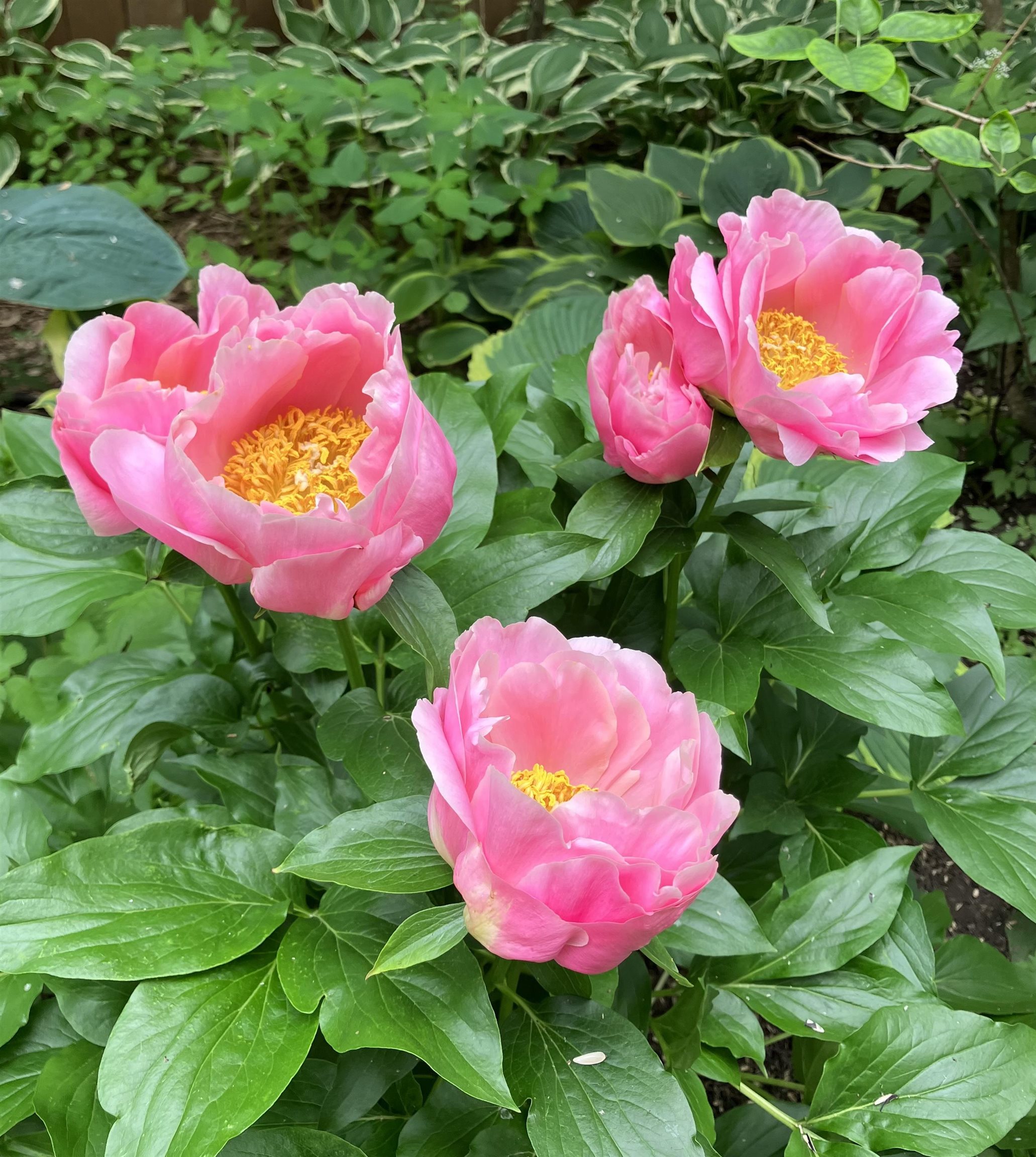 519 East Milwaukee Fort Atkinson, WI 53538 - Photo 61 of 64