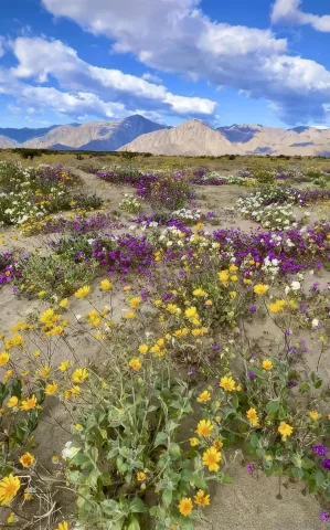 a view of city and mountain