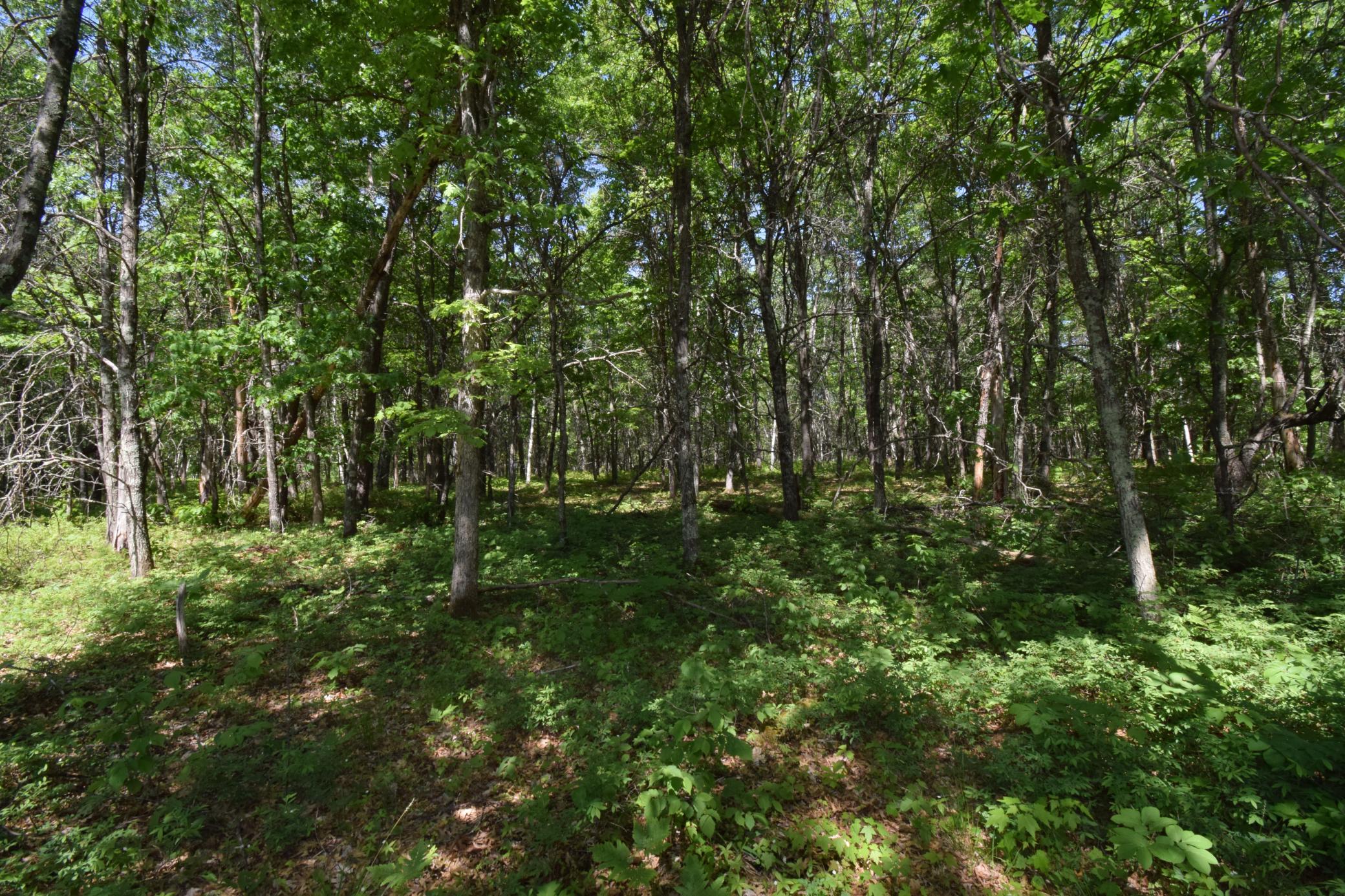 29093 Deerpath Pass Danbury, WI 54830 - Photo 62 of 94