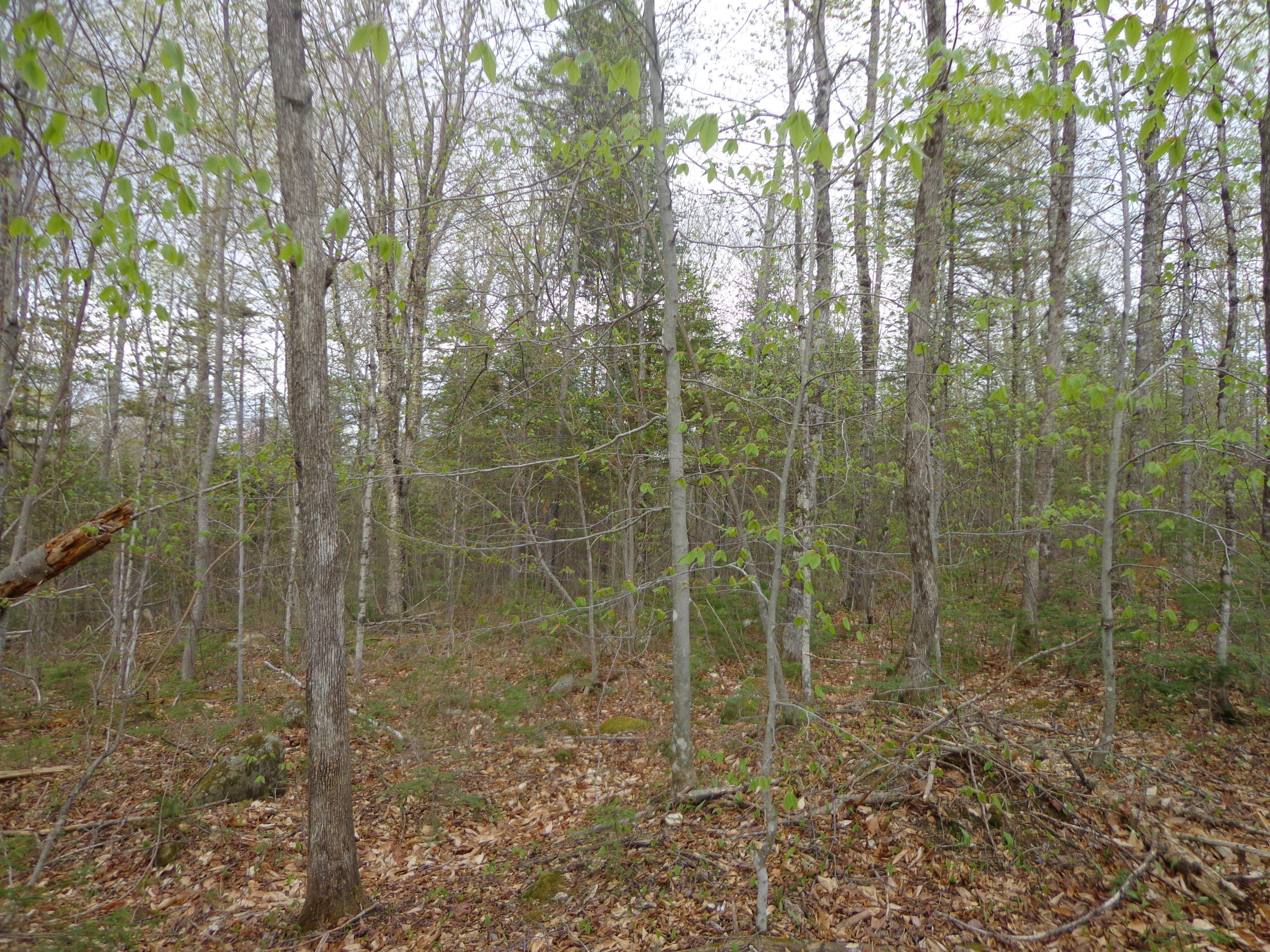 142 (salem Road) Road Strong, ME 04983 - Photo 14 of 17 managed select cut