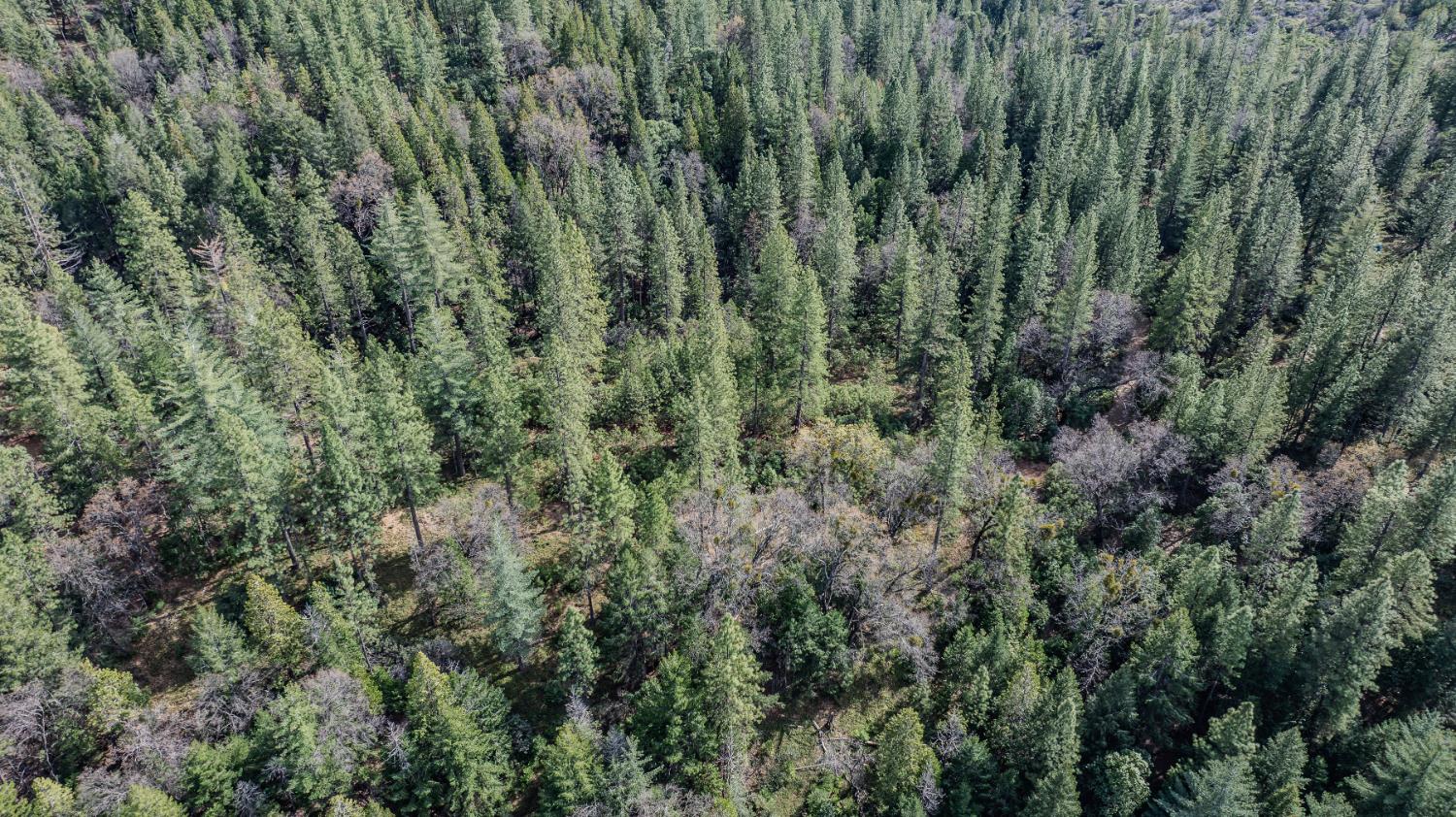 0 Volcano Trail Pioneer, CA 95666 - Photo 14 of 18