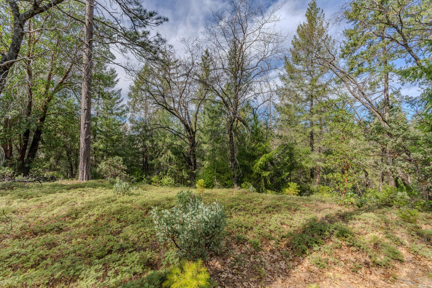 0 Volcano Trail Pioneer, CA 95666 - Photo 4 of 18