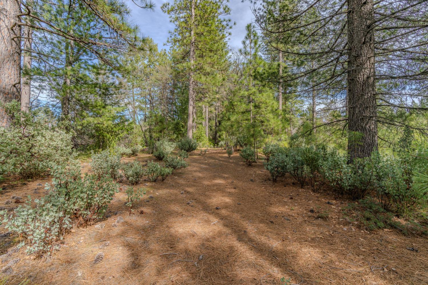 0 Volcano Trail Pioneer, CA 95666 - Photo 5 of 18