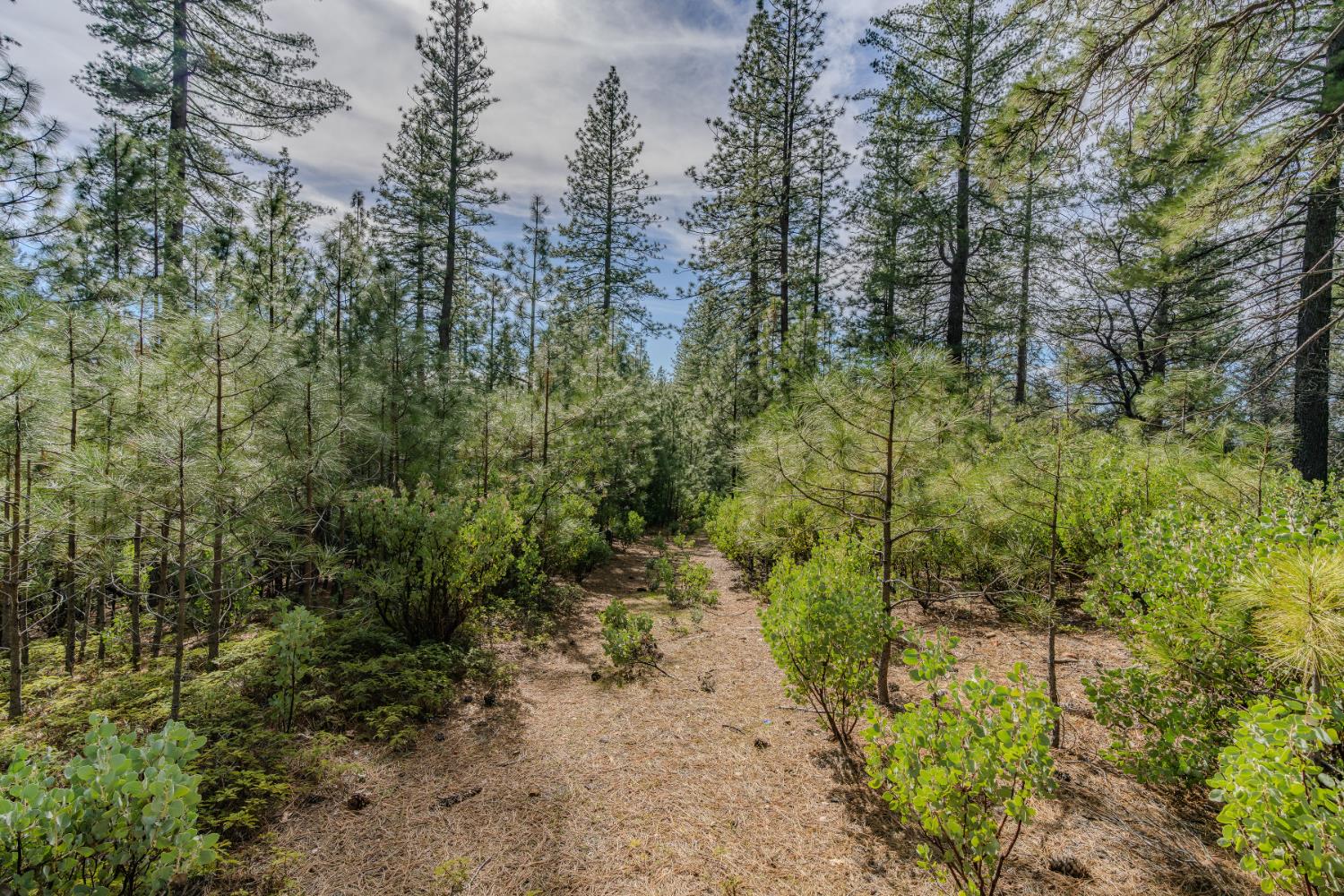 0 Volcano Trail Pioneer, CA 95666 - Photo 6 of 18