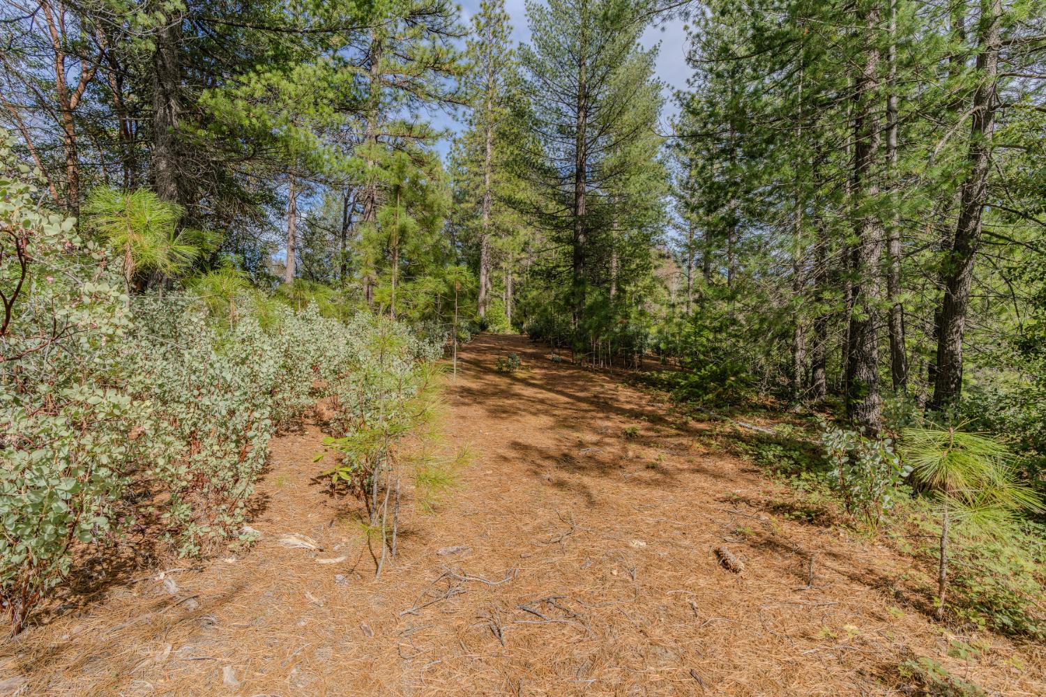 0 Volcano Trail Pioneer, CA 95666 - Photo 7 of 18
