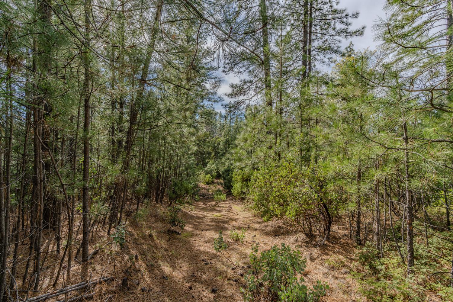 0 Volcano Trail Pioneer, CA 95666 - Photo 8 of 18