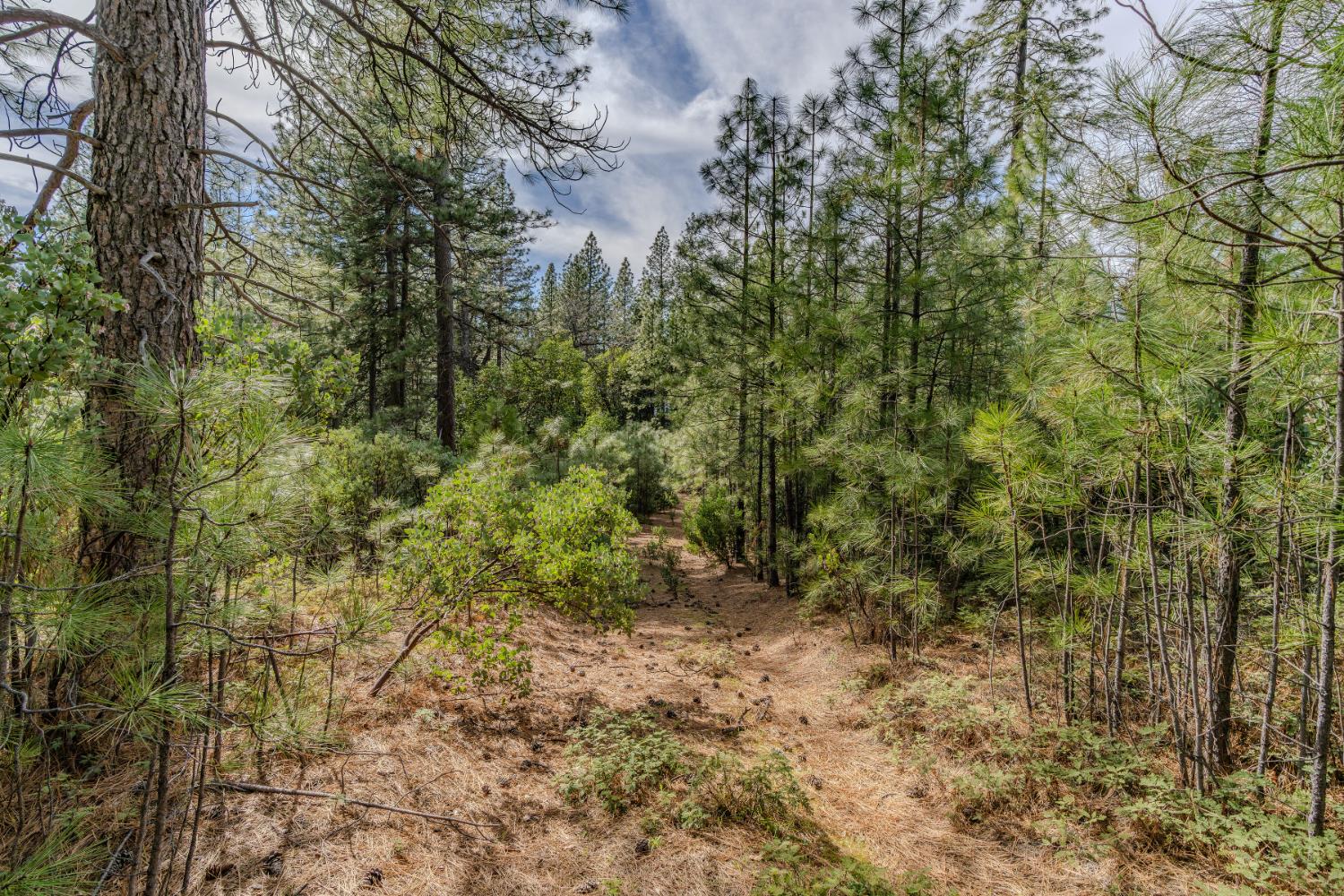 0 Volcano Trail Pioneer, CA 95666 - Photo 9 of 18