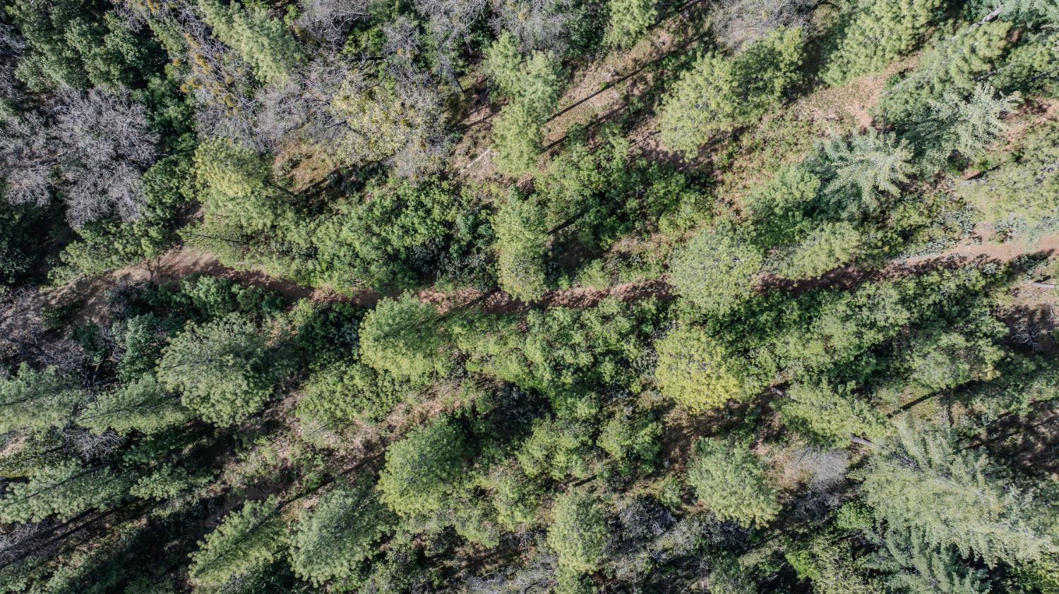 0 Volcano Trail Pioneer, CA 95666 - Photo 10 of 18