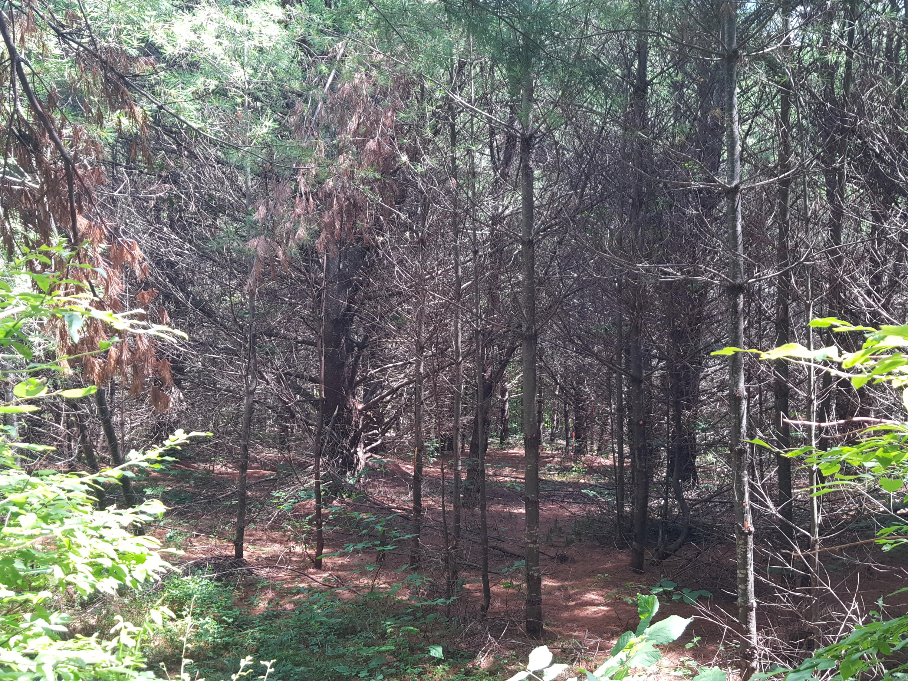Lot#11 Harrison Road Naples, ME 04055 - Photo 14 of 17 20240807_122056