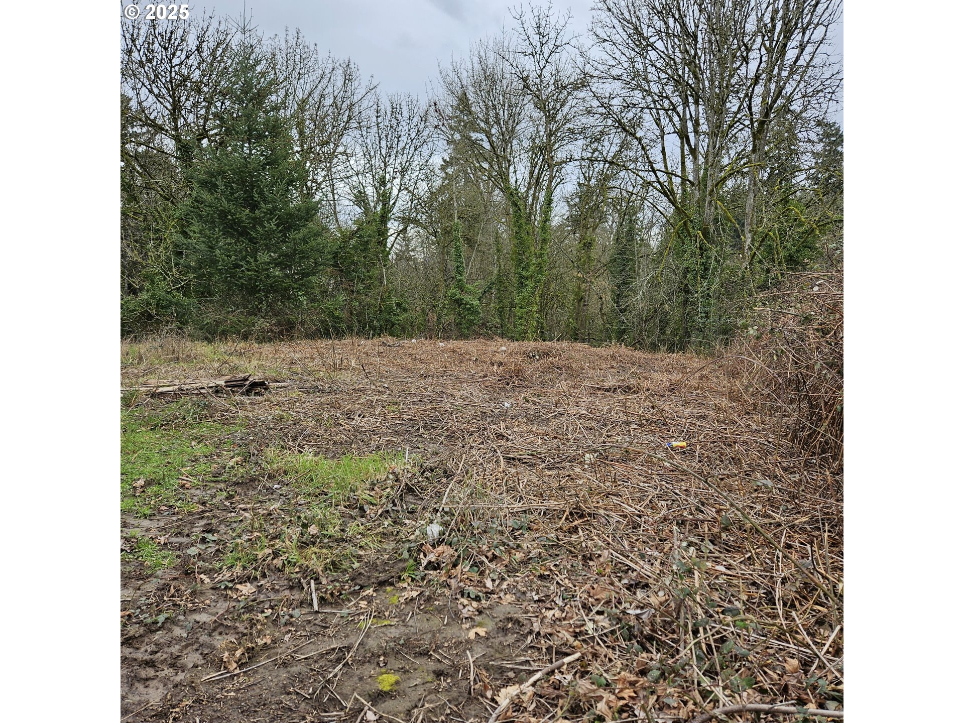 a view of a yard with a tree