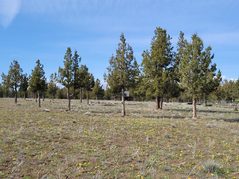 11700 Southeast Riordan Road Prineville, OR 97754 - Photo 4 of 7 Resized_20220426_154944