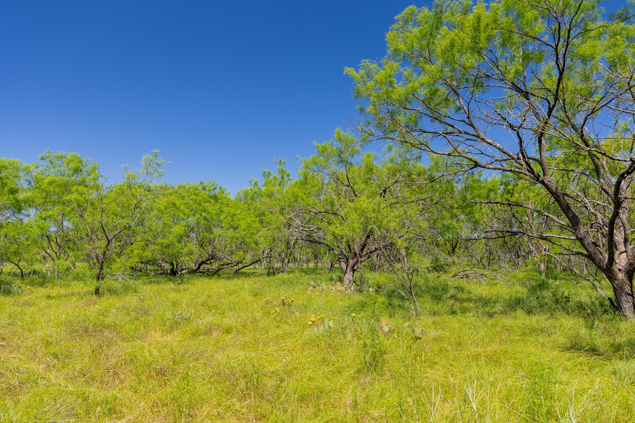 180 Covered Meadows Ranch Road Purmela, TX 76566 - Photo 10 of 21