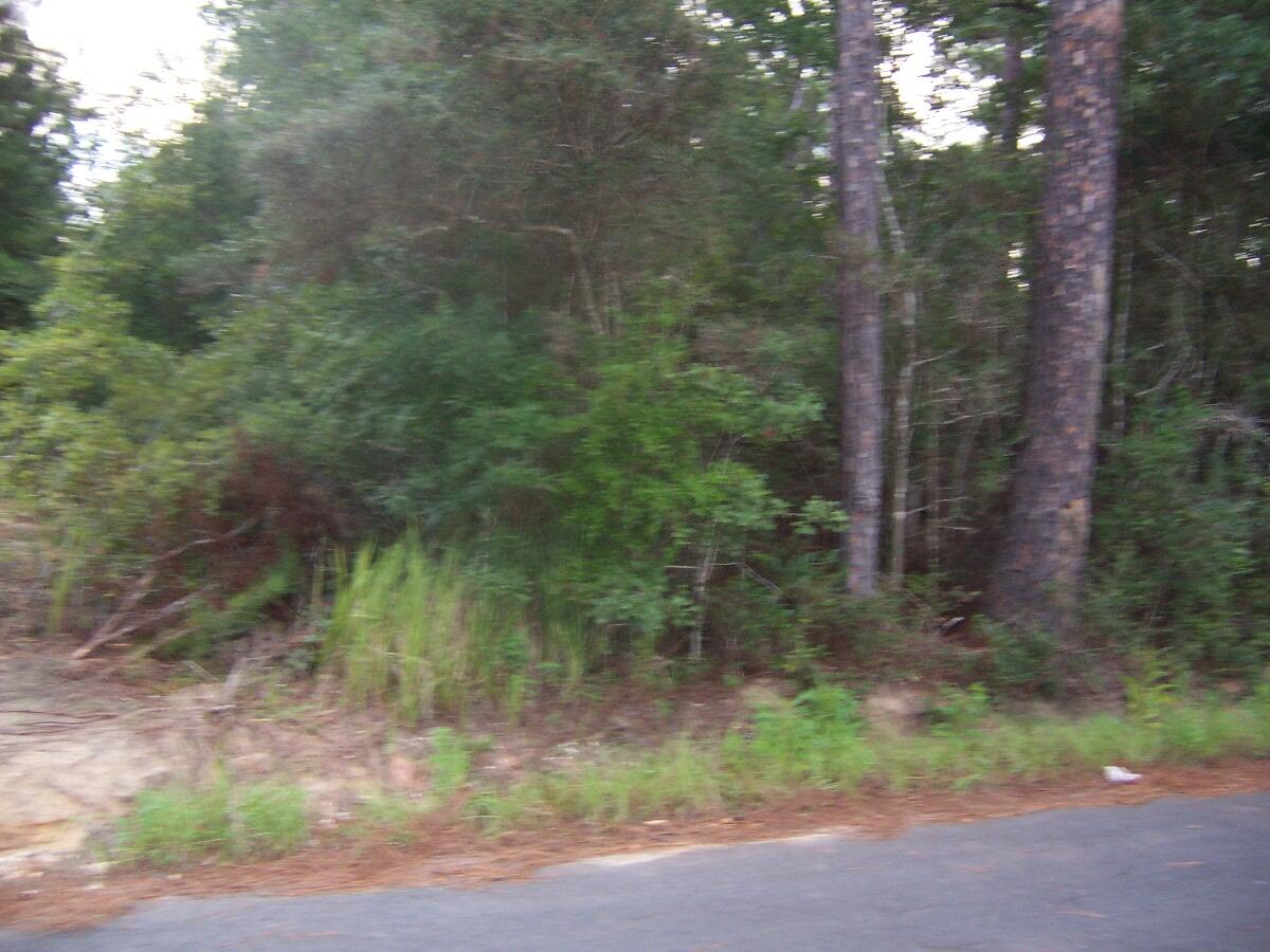 40-ac Cooks Mill Road Bonifay, FL 32425 - Photo 11 of 30 a view of a forest