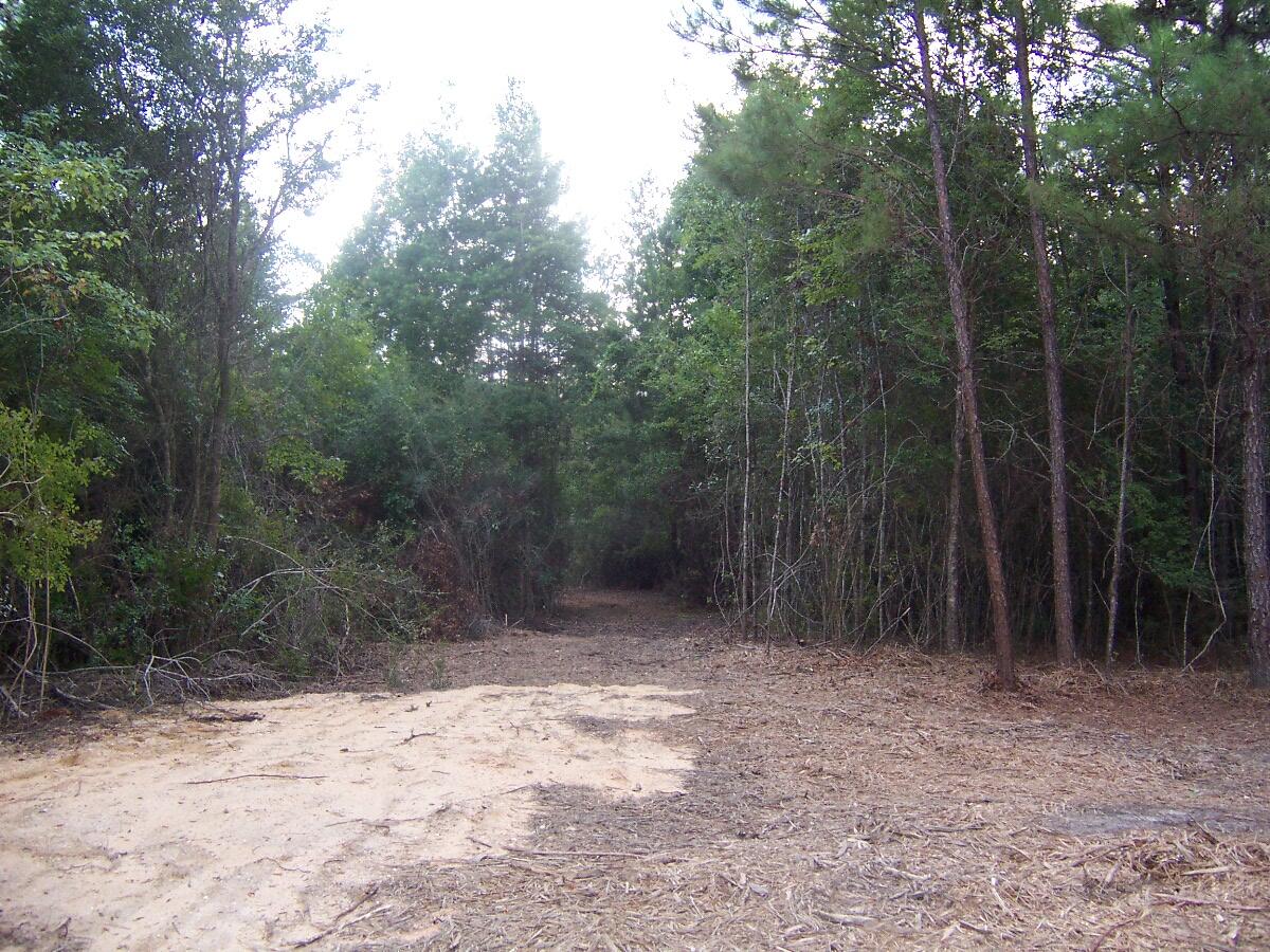 40-ac Cooks Mill Road Bonifay, FL 32425 - Photo 13 of 30 a view of backyard with trees
