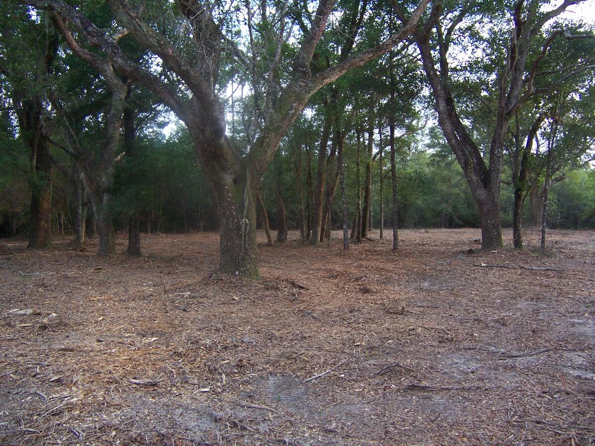 40-ac Cooks Mill Road Bonifay, FL 32425 - Photo 17 of 30 a view of outdoor space with trees