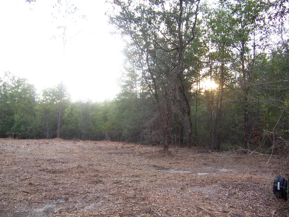 40-ac Cooks Mill Road Bonifay, FL 32425 - Photo 19 of 30 a view of a forest with trees in the background