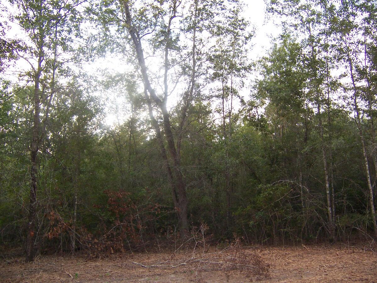 40-ac Cooks Mill Road Bonifay, FL 32425 - Photo 20 of 30 a view of a forest