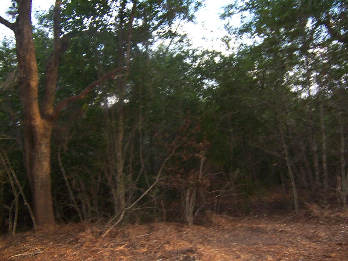 40-ac Cooks Mill Road Bonifay, FL 32425 - Photo 21 of 30 a view of a forest