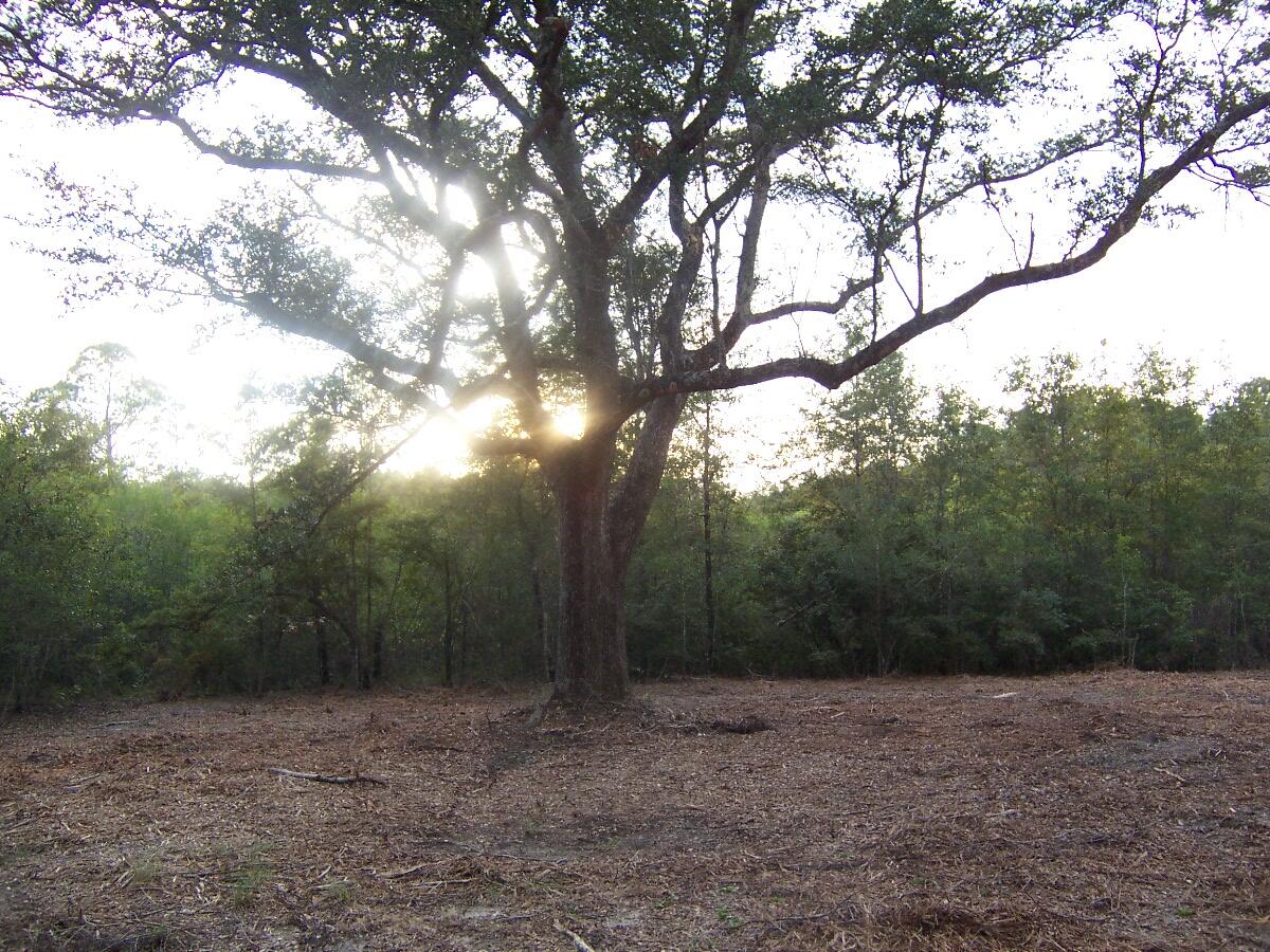 40-ac Cooks Mill Road Bonifay, FL 32425 - Photo 25 of 30 a view of a forest with trees in the background