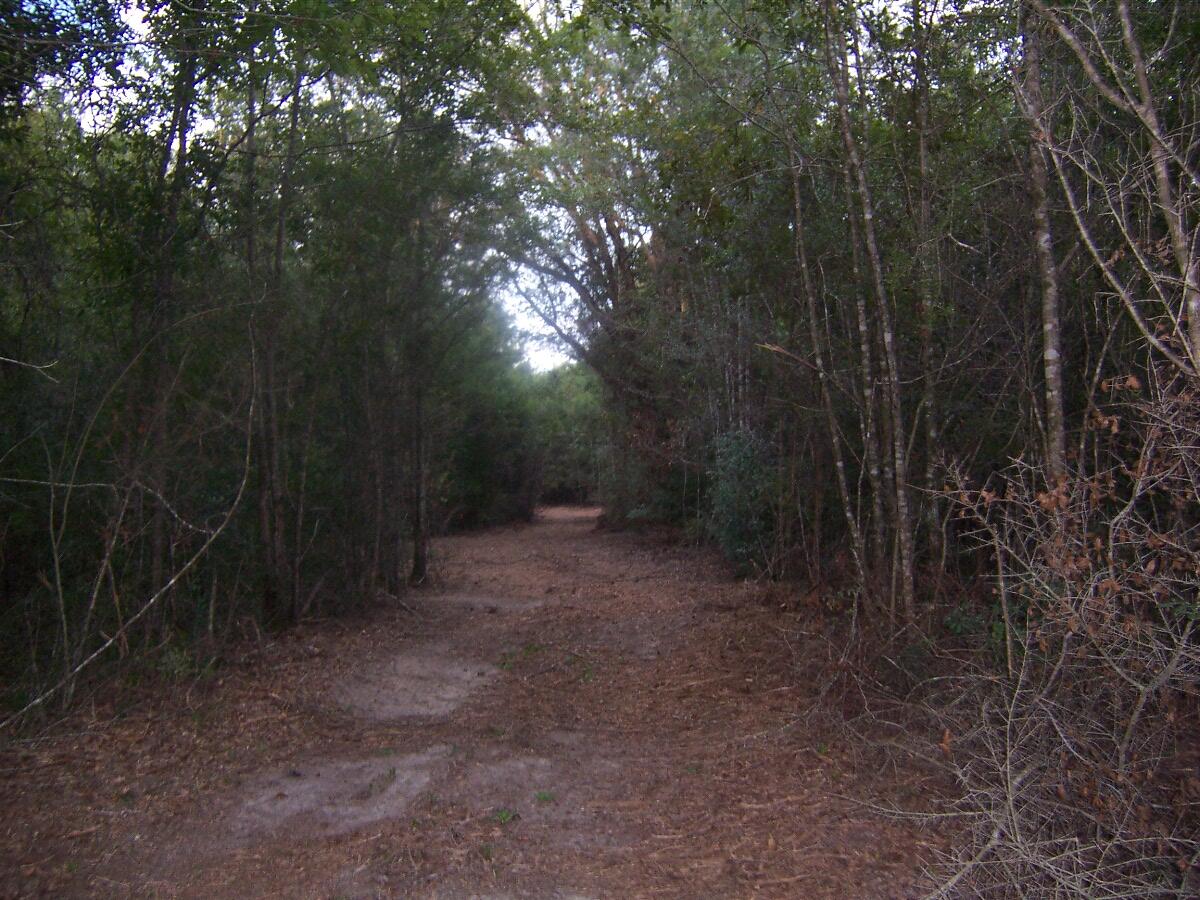 40-ac Cooks Mill Road Bonifay, FL 32425 - Photo 27 of 30 a view of a forest with trees in the background