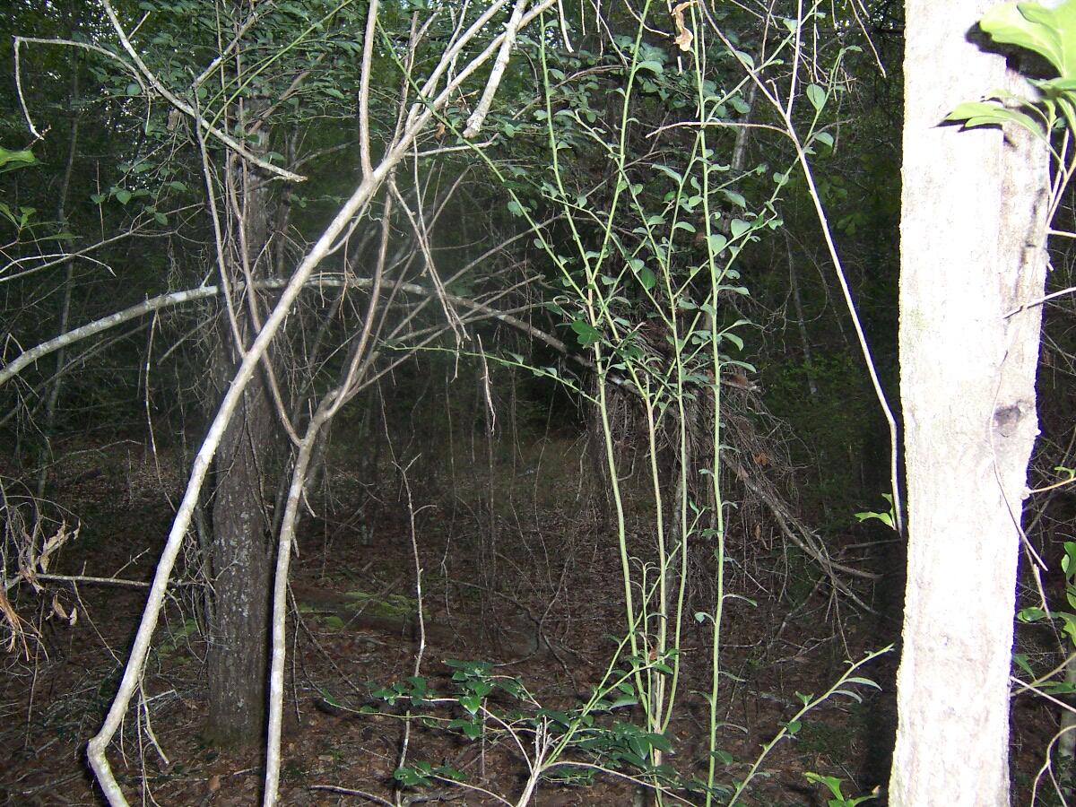 40-ac Cooks Mill Road Bonifay, FL 32425 - Photo 28 of 30 view of a backyard