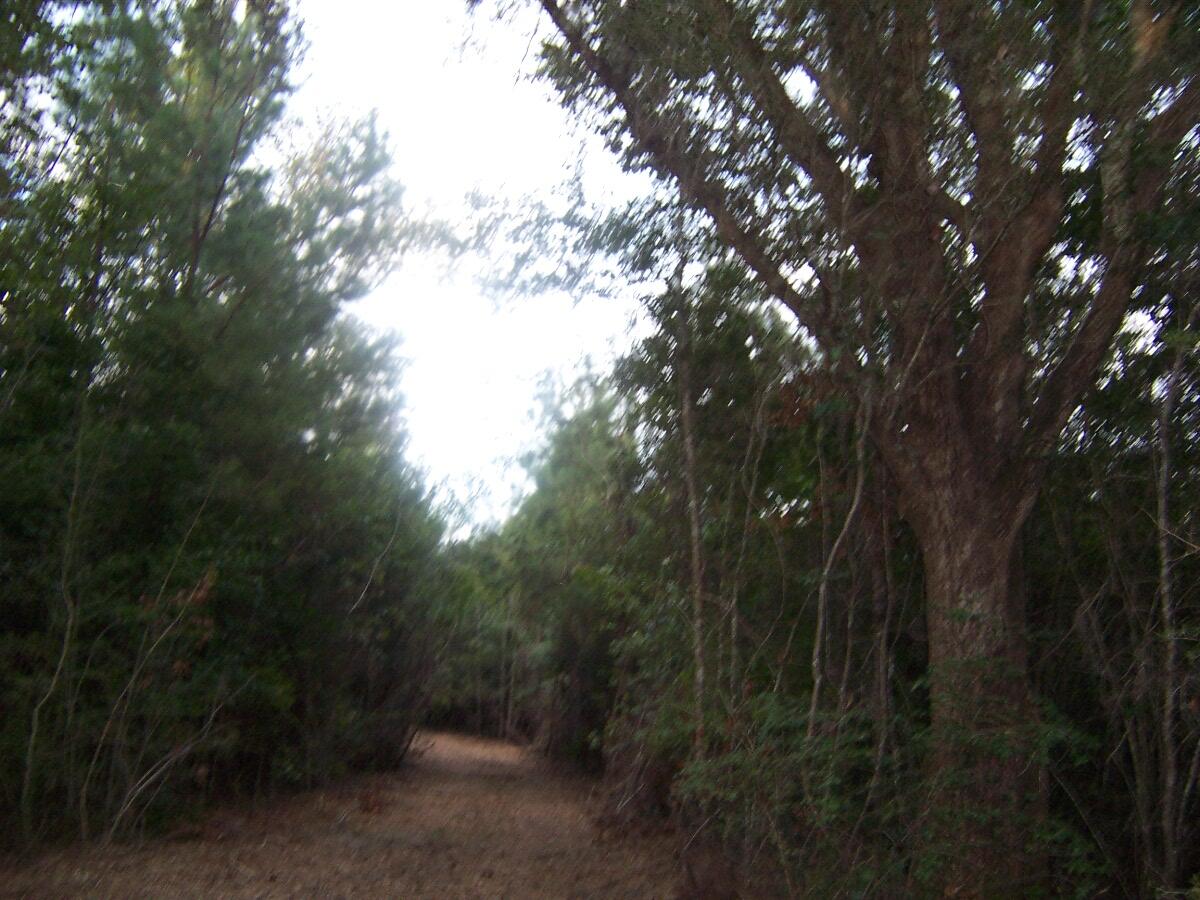 40-ac Cooks Mill Road Bonifay, FL 32425 - Photo 29 of 30 a view of a forest with a tree