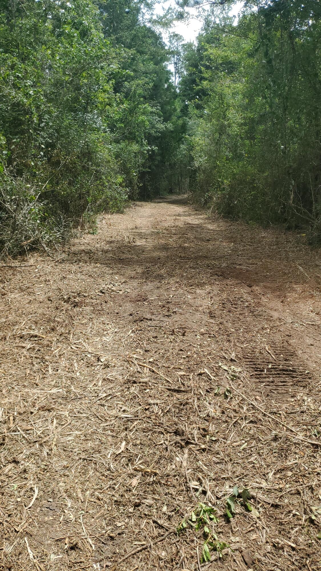 40-ac Cooks Mill Road Bonifay, FL 32425 - Photo 4 of 30 a view of a yard with a tree