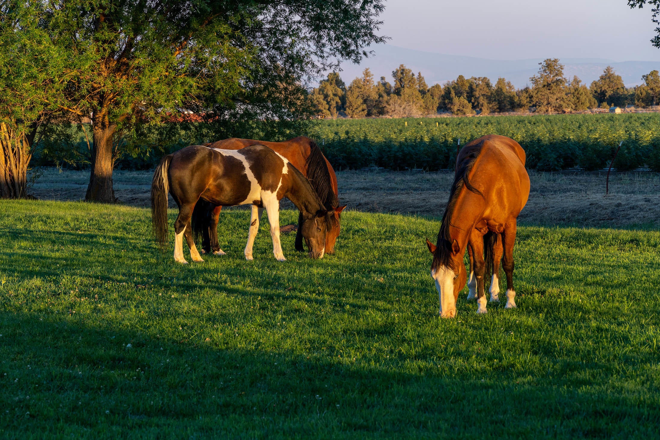 62600 Dodds Road Bend, OR 97701 - Photo 13 of 42 Horses-Grazing-3-Oregon-Dodds-Road