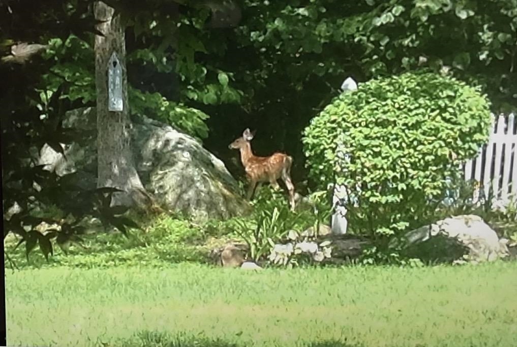 125 Nashua Road Bedford, NH 03110 - Photo 3 of 55