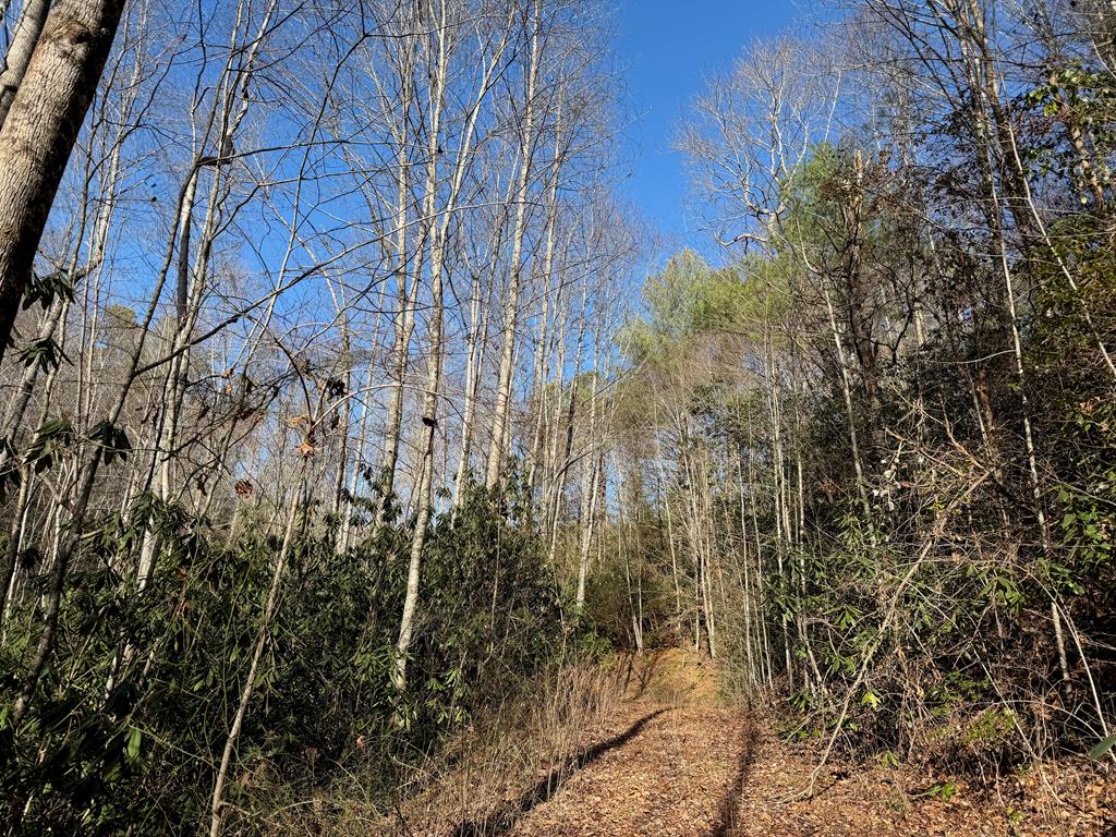 135.49-ac Webb Creek Road Andrews, NC 28901 - Photo 12 of 34