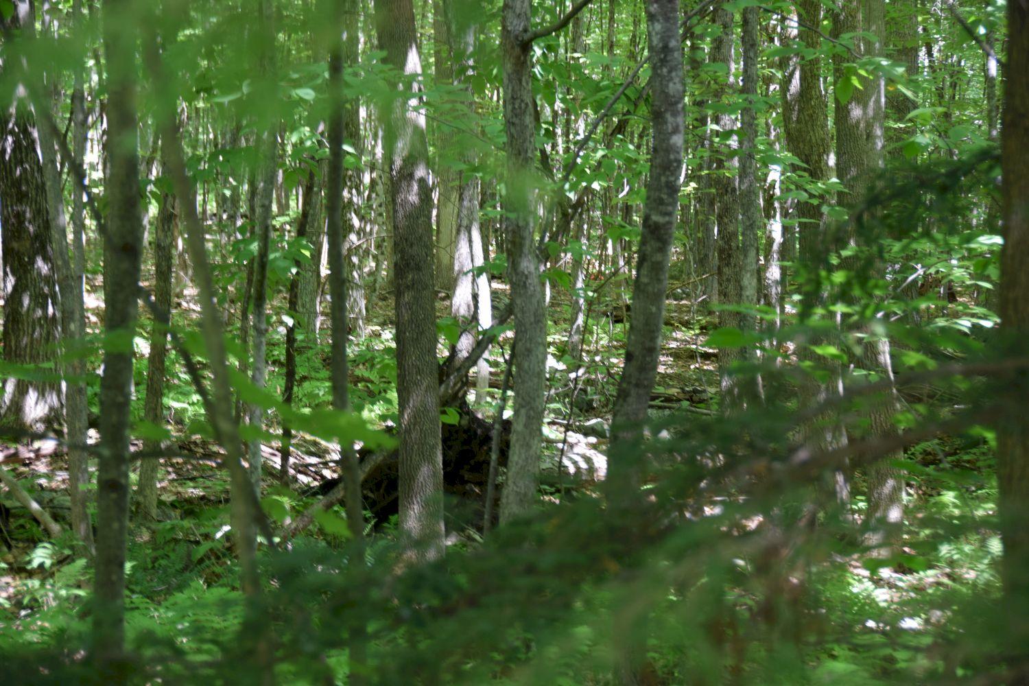 225 Hemlock Road Belgrade, ME 04917 - Photo 3 of 21 DSC_0104