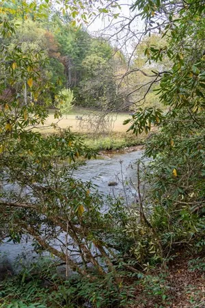 a view of a yard with plants and large trees