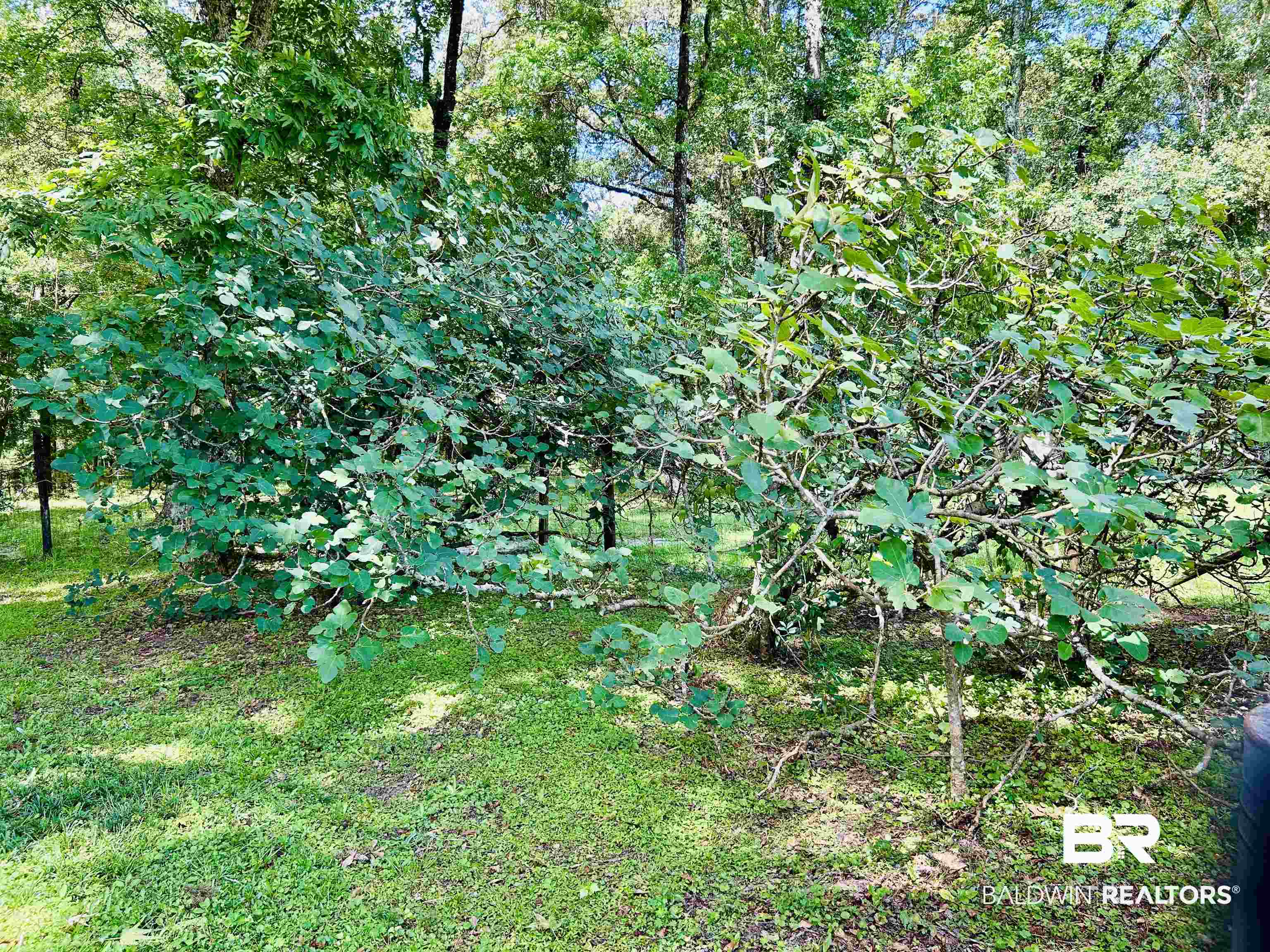 1350 A Schillinger Road South Mobile, AL 36695 - Photo 15 of 18 View of local wilderness
