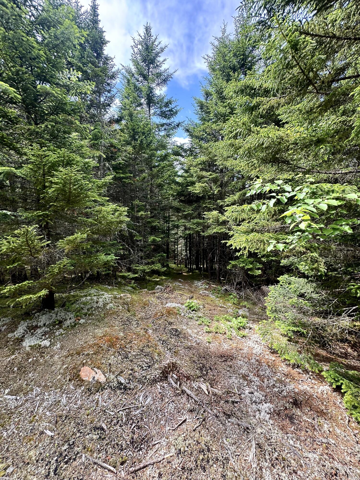Lot 24 Ermine Road Sandy River Plt, ME 04970 - Photo 15 of 23 Path