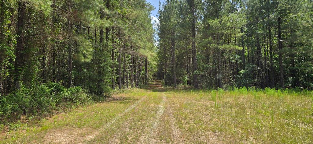 10 Mt Zion Road Gordon, AL 36343 - Photo 6 of 28
