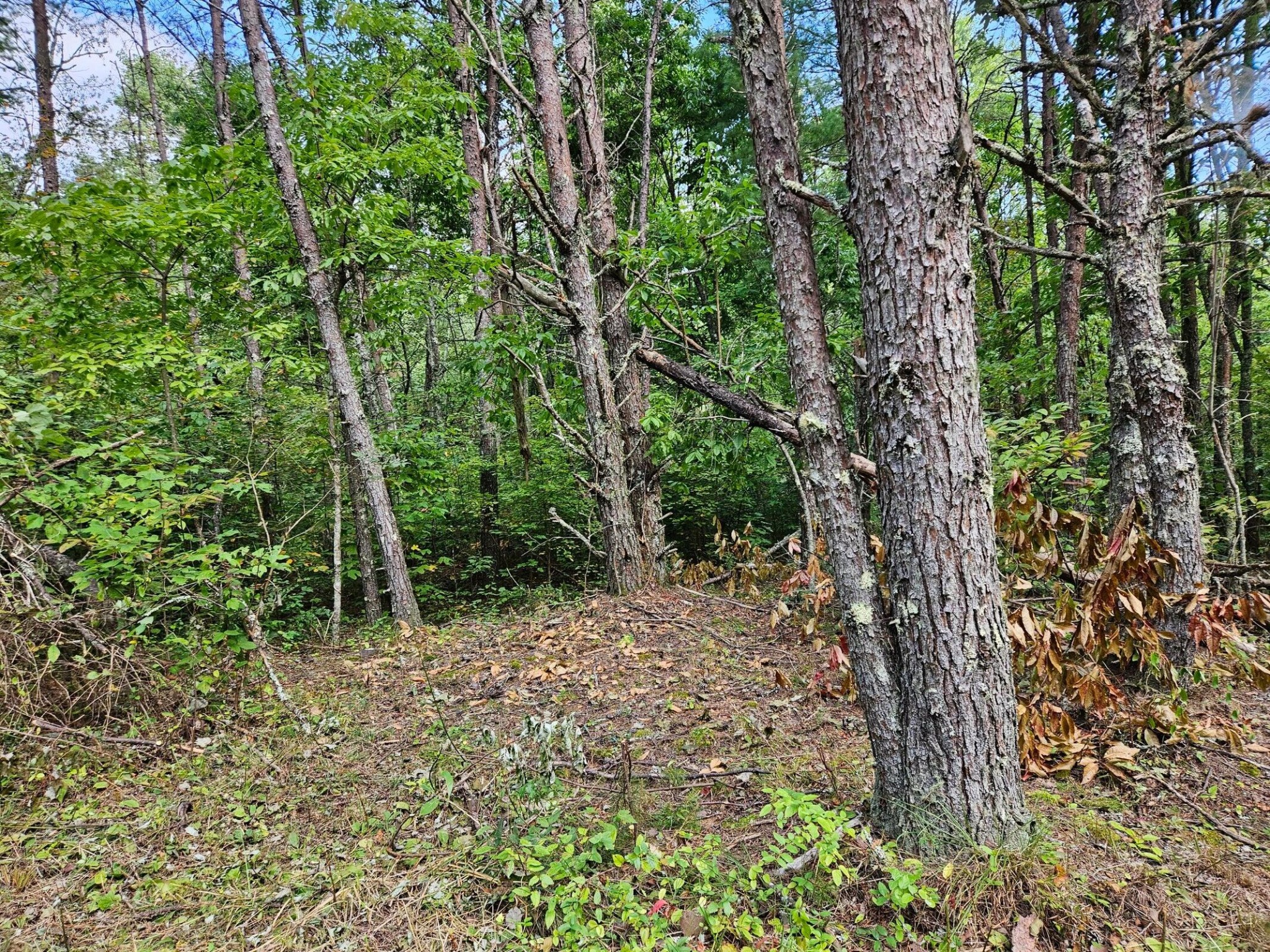 0 Golf Course Road Copperhill, TN 37317 - Photo 3 of 7 a big yard with lots of green space and house in the back