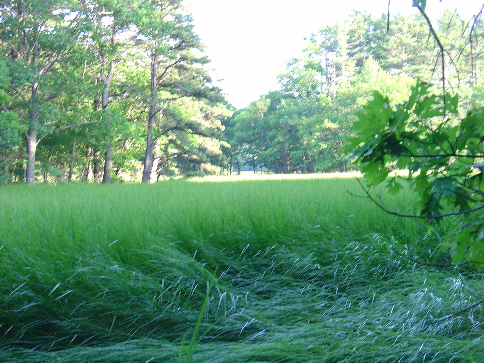 Lot # Bald Head Road Bath, ME 04530 - Photo 2 of 4 IMG_0359