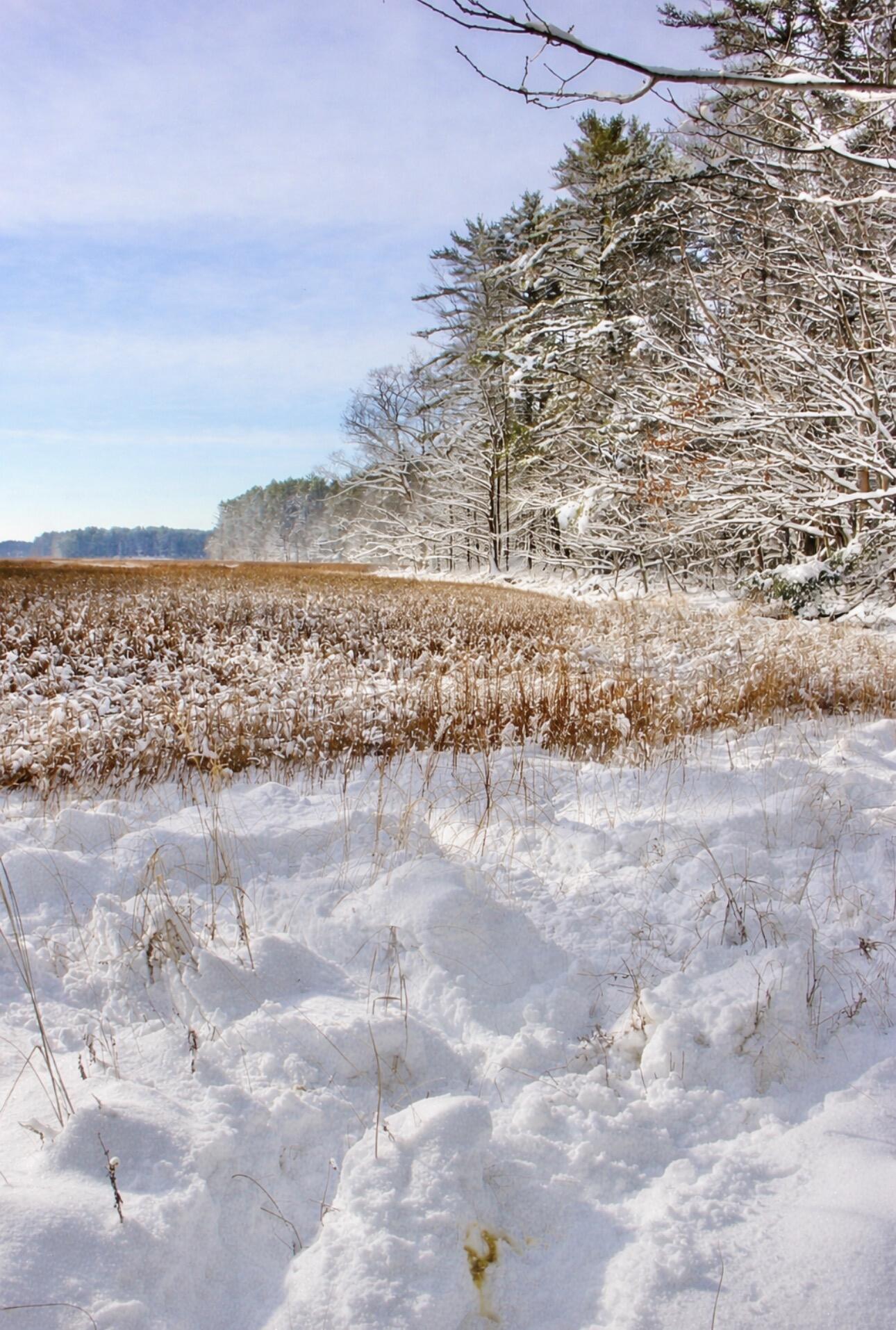Lot # Bald Head Road Bath, ME 04530 - Photo 3 of 4 IMG_0363