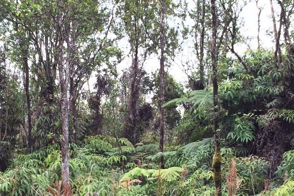a view of a forest with trees