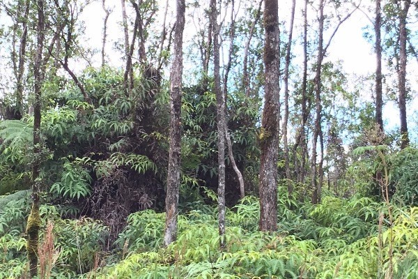 5 Kaleponi Road Mountain View, HI 96771 - Photo 12 of 14 a view of a garden with plants and trees